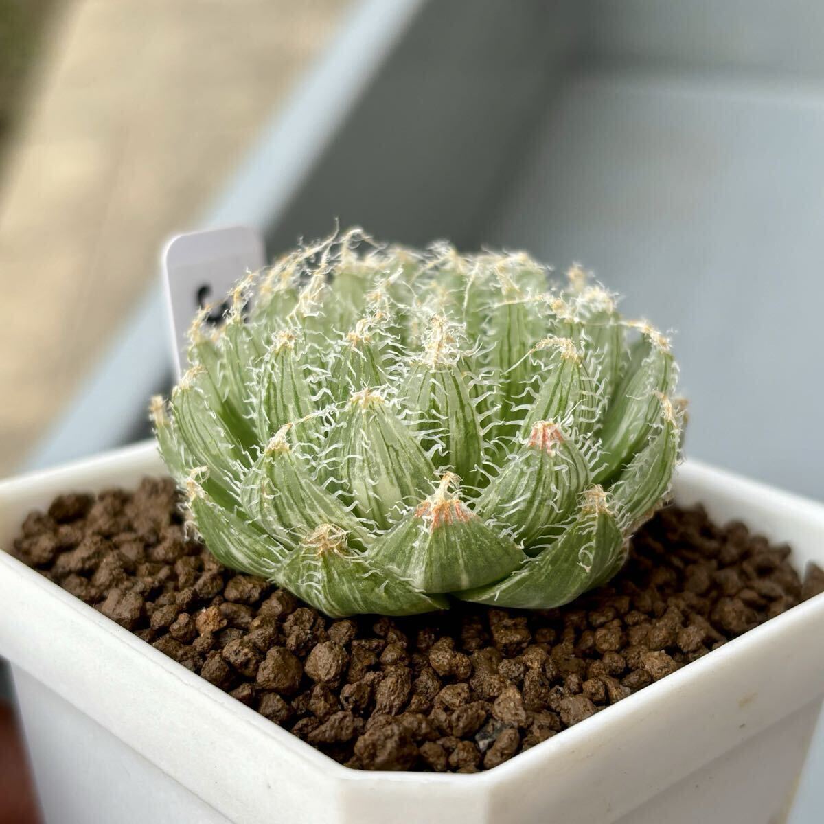 Yahoo!オークション -「ハオルチア ロックウッディ」(観葉植物) の落札