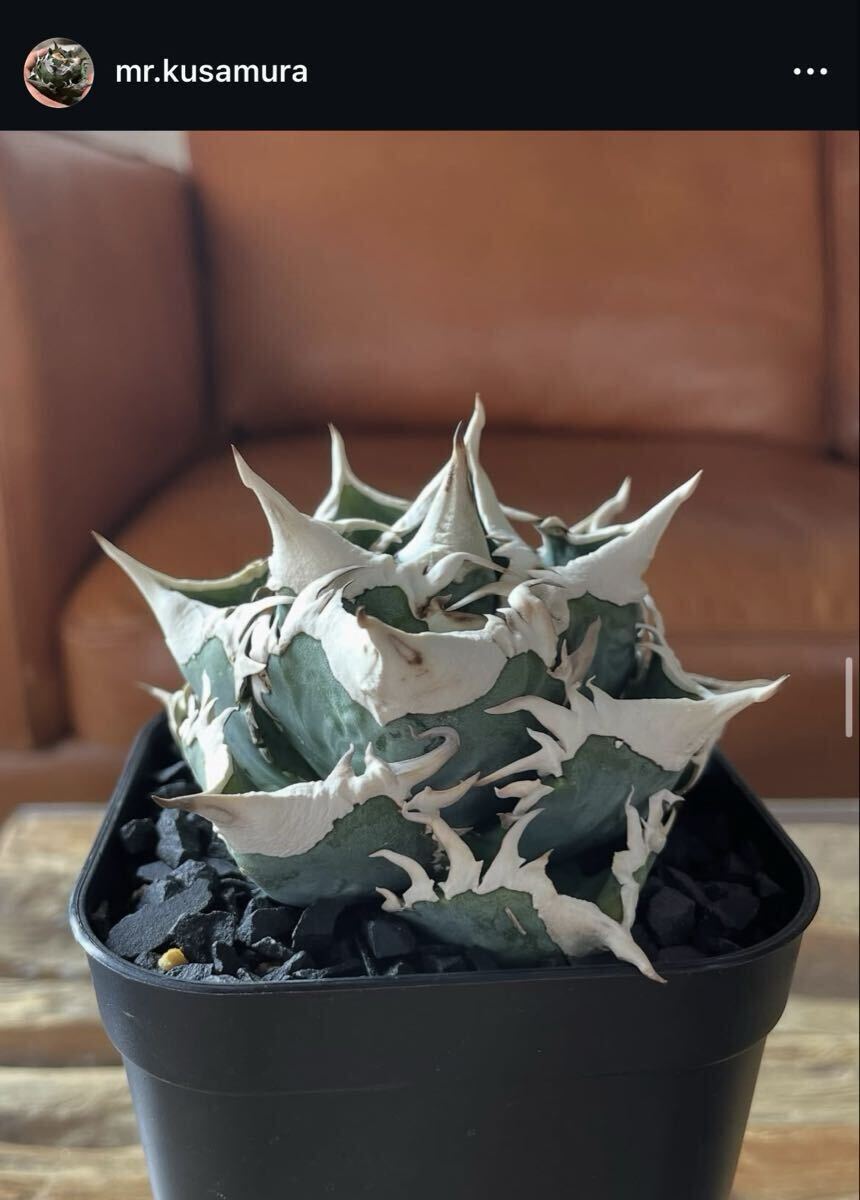 Yahoo!オークション -「cj special アガベ」の落札相場・落札価格