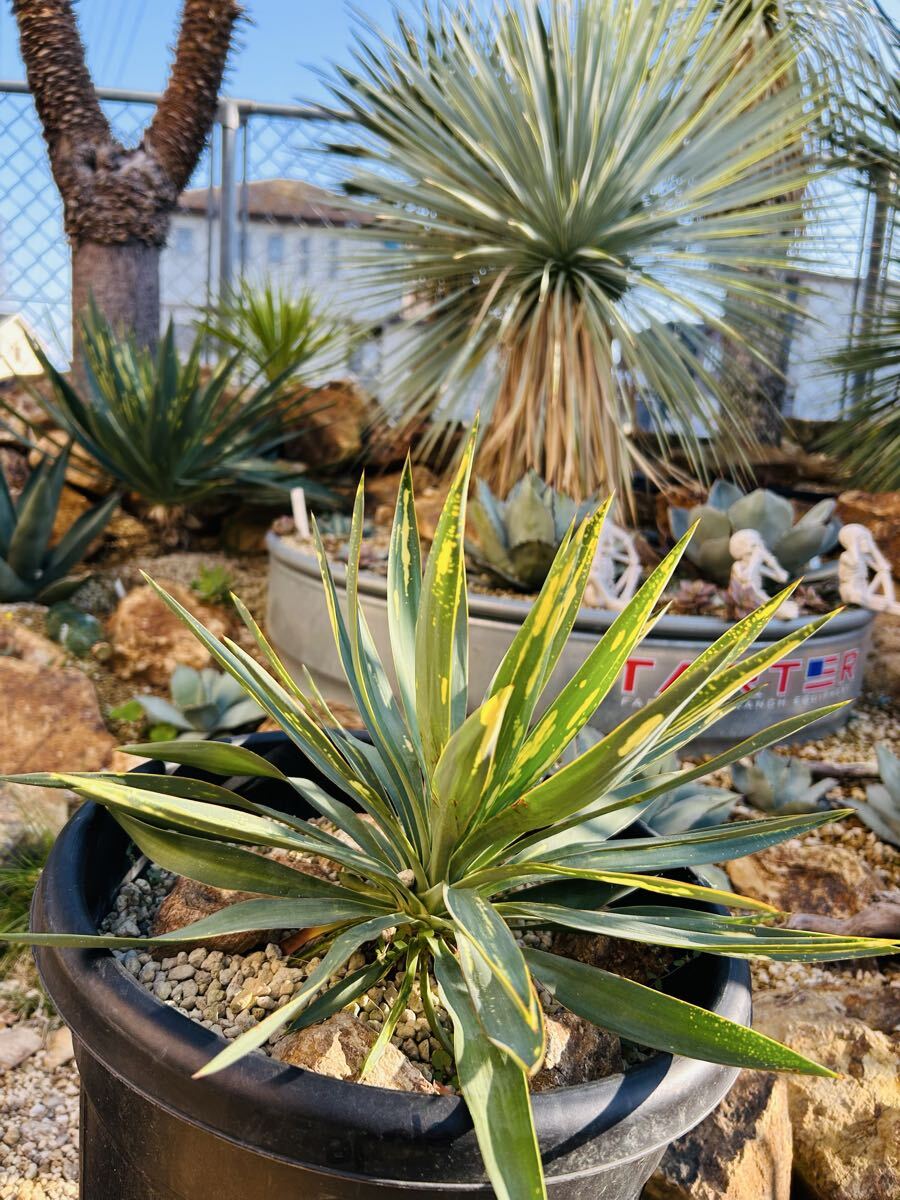 Yahoo!オークション -「ユッカ散り斑」の落札相場・落札価格