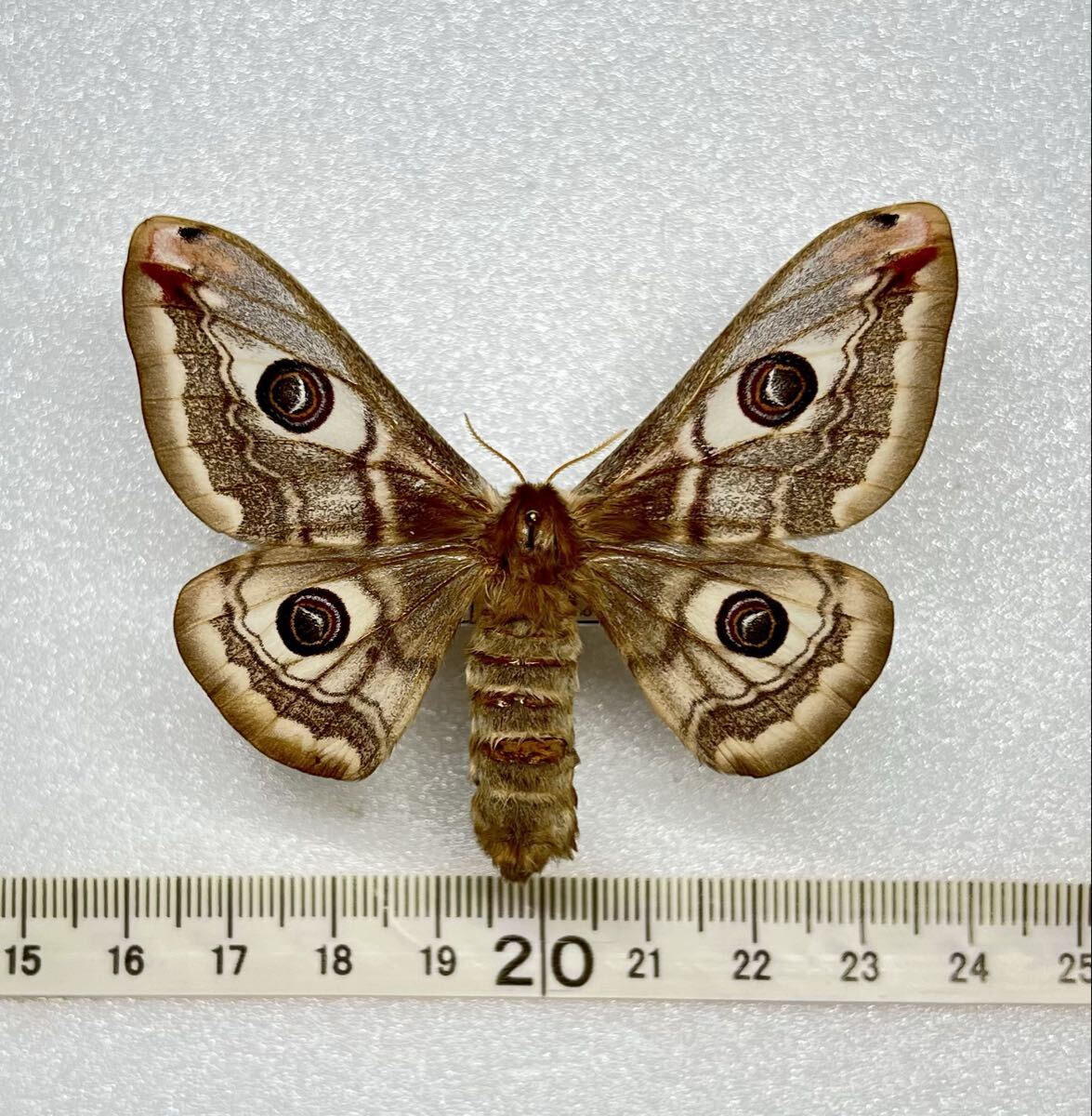 Yahoo!オークション -「ヤママユ」の落札相場・落札価格