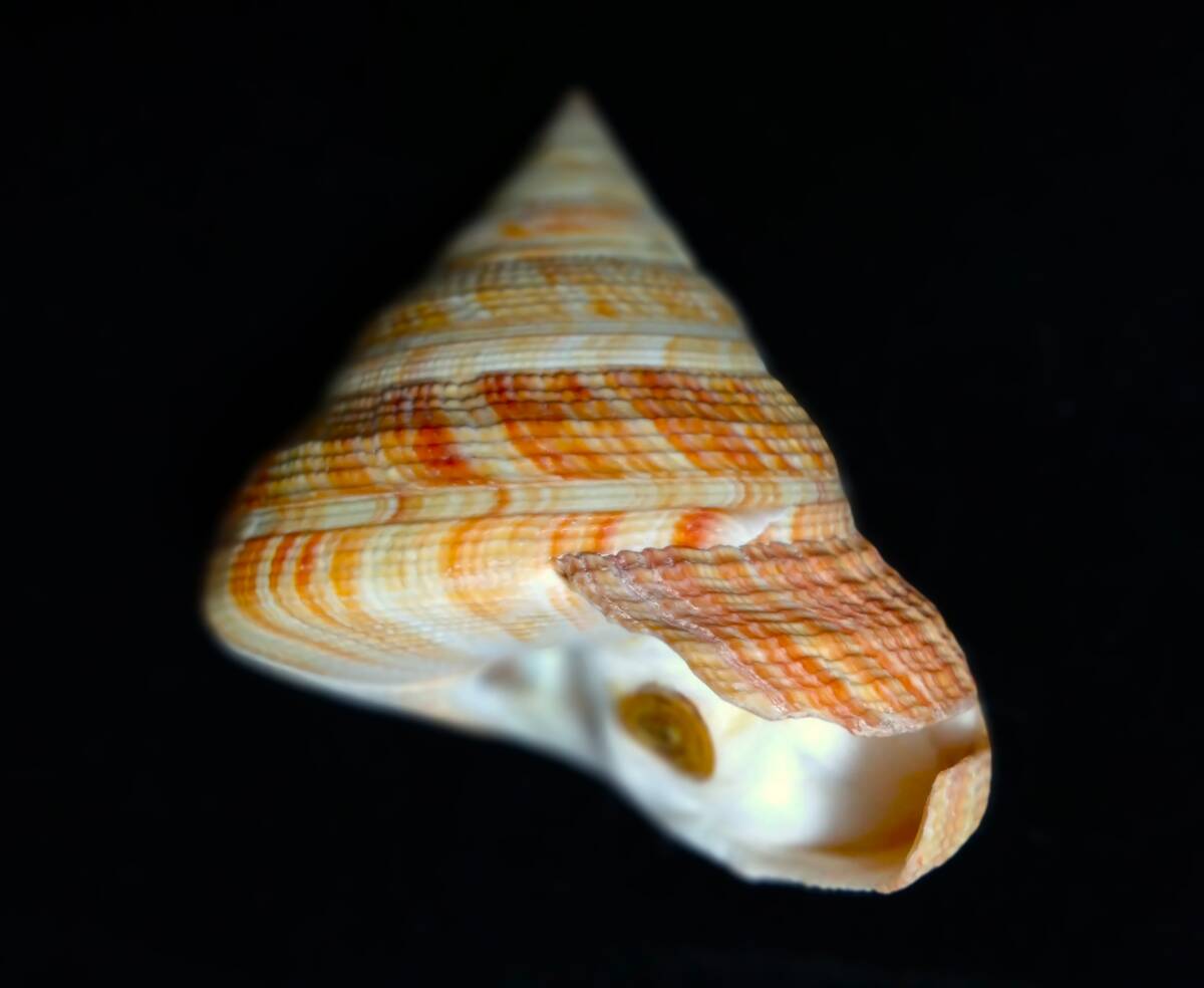 Yahoo!オークション -「貝標本オキナエビス」の落札相場・落札価格