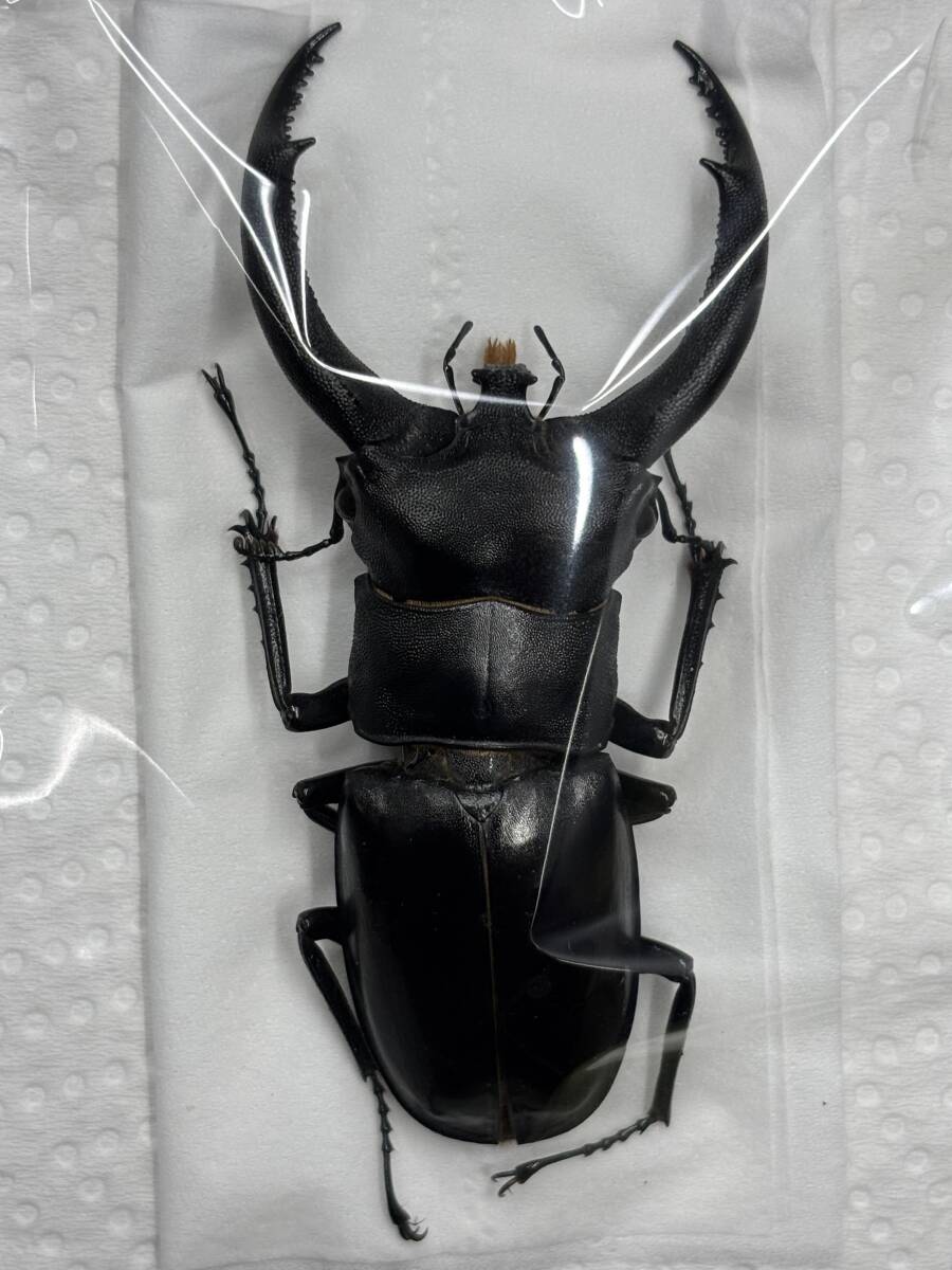 Yahoo!オークション -「リノケロス」(ペット、生き物) の落札相場