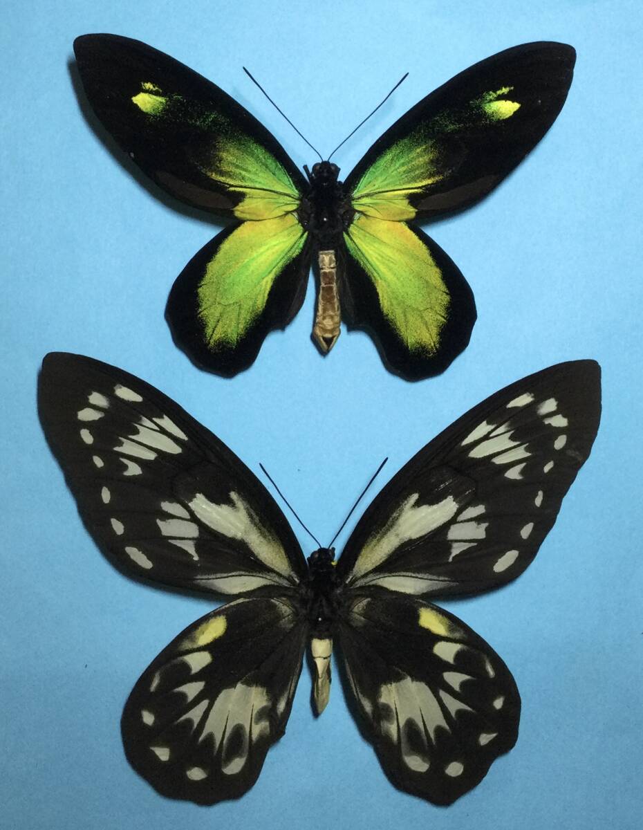 Yahoo!オークション -「ビクトリアトリバネアゲハ」の落札相場・落札価格