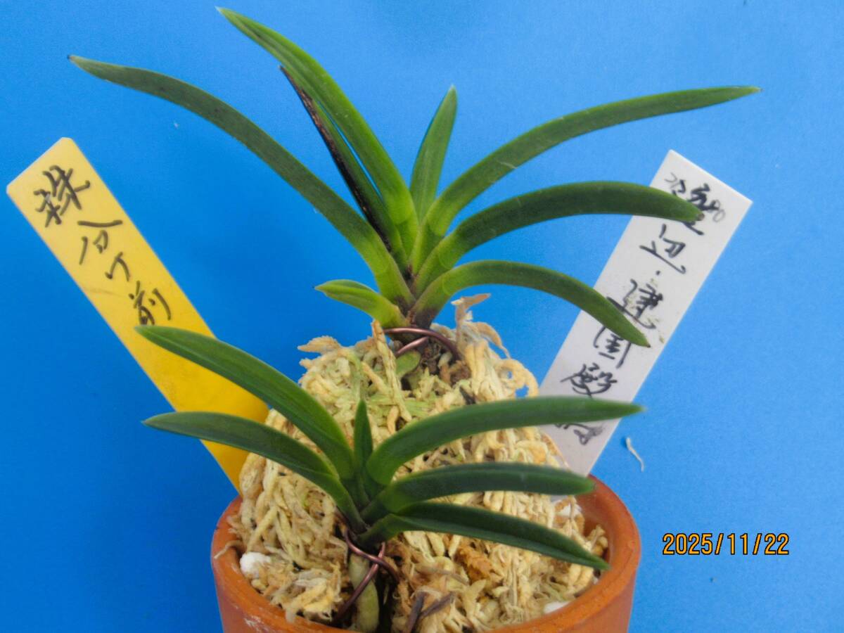 富貴蘭「金閣」若木割子 ☆富貴蘭☆【黄牡丹錦】若木割子です。(^^)