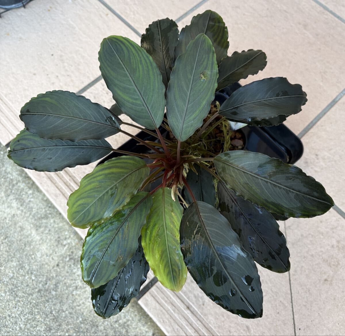 Yahoo!オークション -「ブセファランドラ モトレイアーナ」(水草) (魚