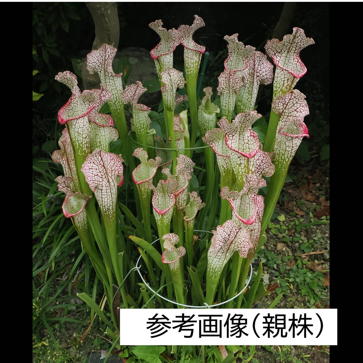 Yahoo!オークション -「サラセニア」(花、園芸) の落札相場・落札価格