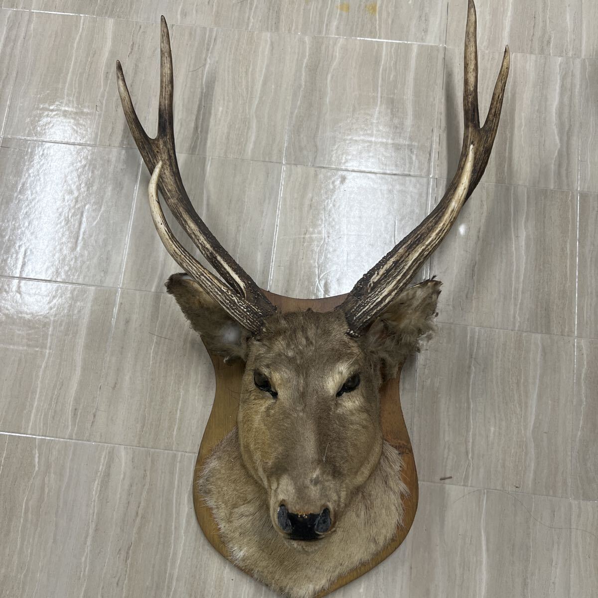 2026年最新】Yahoo!オークション -エゾシカトロフィーの中古品・新品