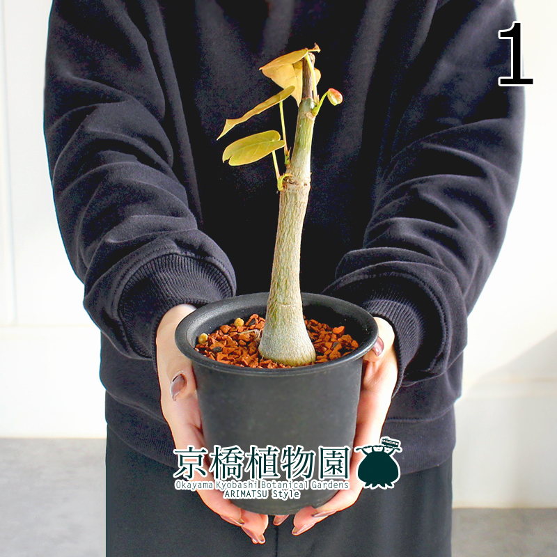 Yahoo!オークション -「ボンバックス」(観葉植物) の落札相場・落札価格