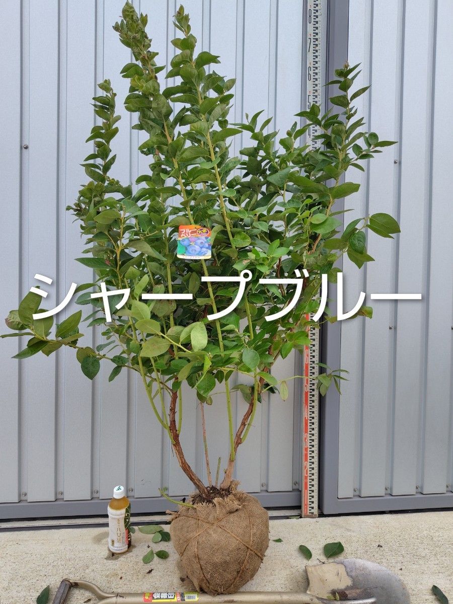 ご注文品 ブルーベリー苗 デライト＆ピンクレモネード 準大苗セット 8