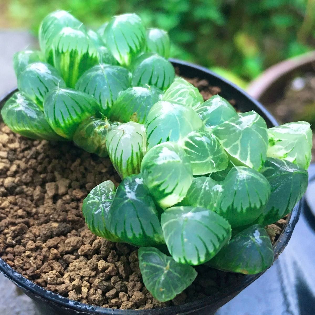 極上班多肉植物 ハオルチア オブツーサ錦 水中月錦 抜き苗82｜Yahoo