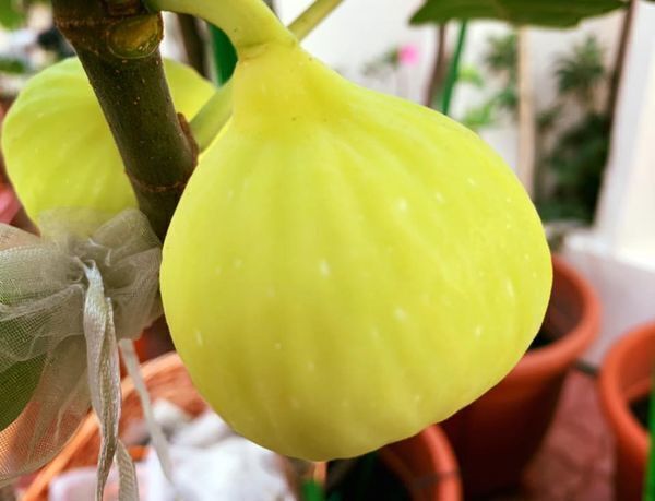 Yahoo!オークション -「イチジク (mei li)」の落札相場・落札価格