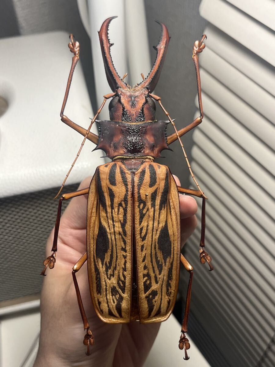 Yahoo!オークション -「オオキバウスバカミキリ」(虫類) の落札相場