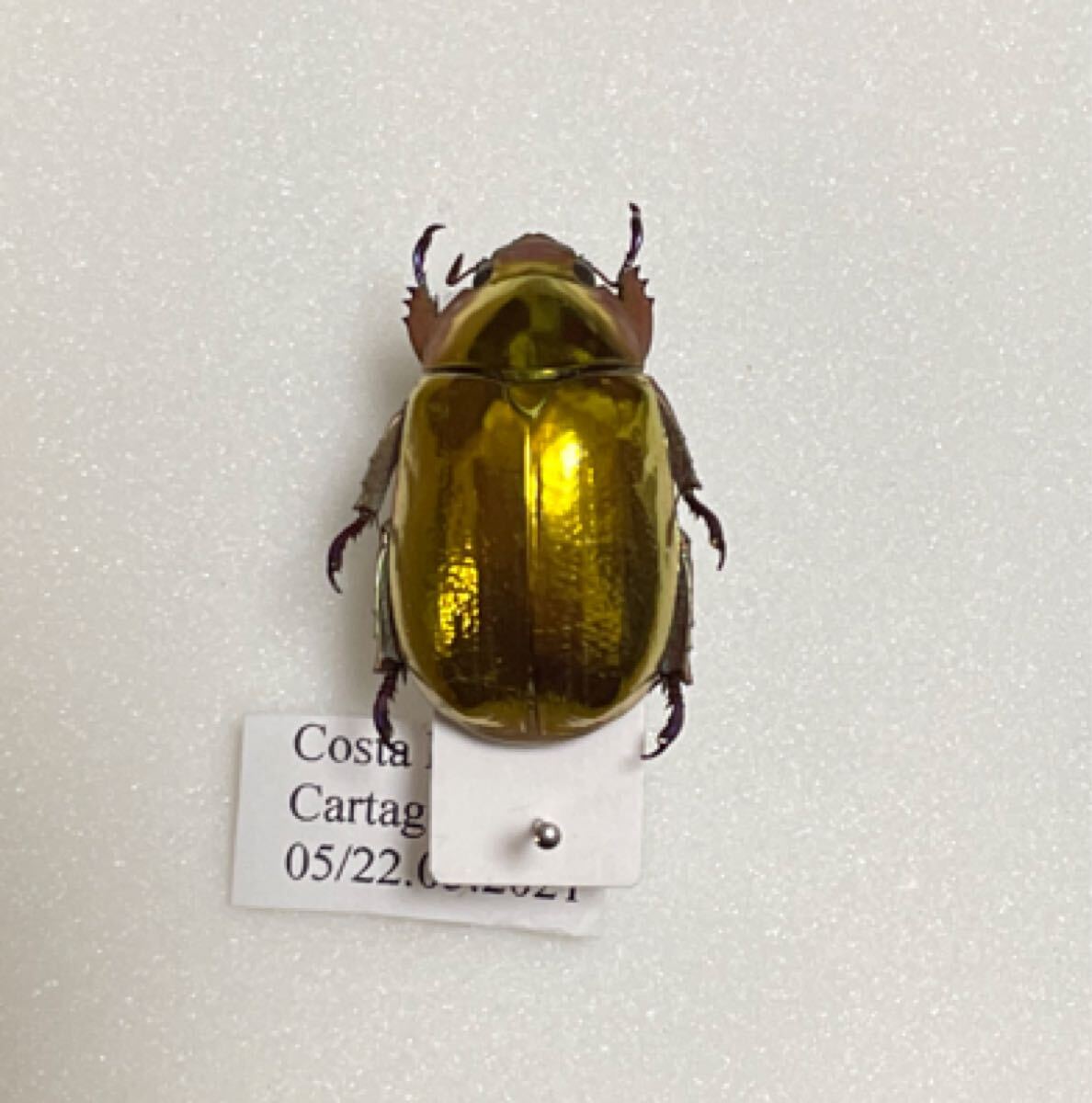 Yahoo!オークション -「プラチナコガネ」の落札相場・落札価格