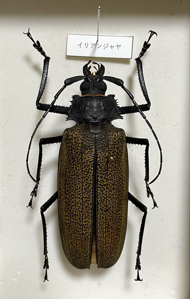 Yahoo!オークション -「カミキリ」の落札相場・落札価格