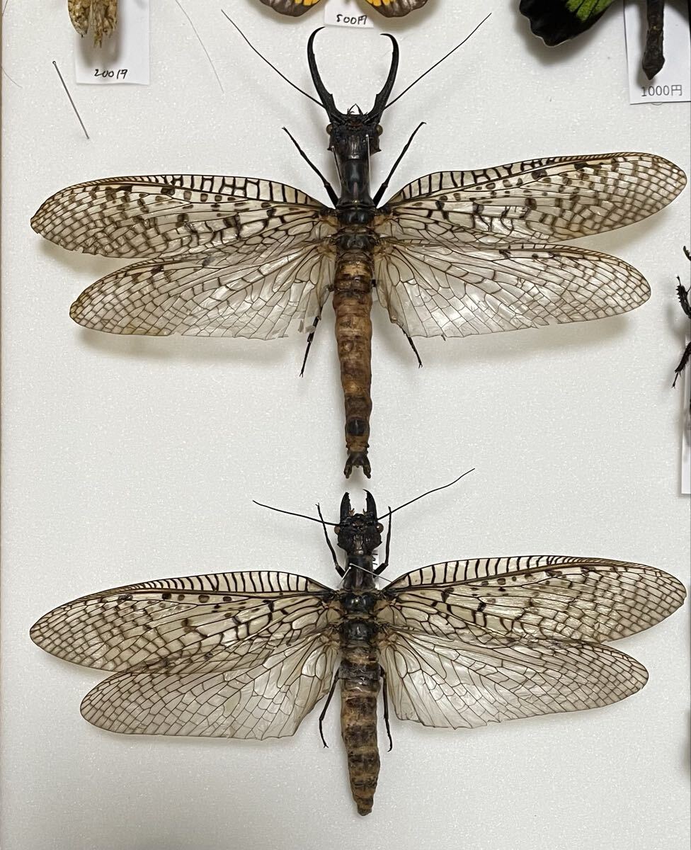 Yahoo!オークション -「オオキバヘビトンボ」の落札相場・落札価格