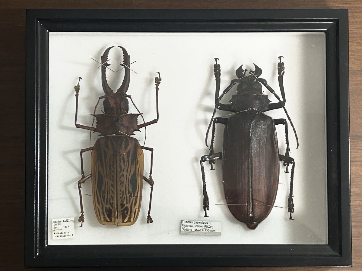 Yahoo!オークション -「タイタン カミキリ」の落札相場・落札価格