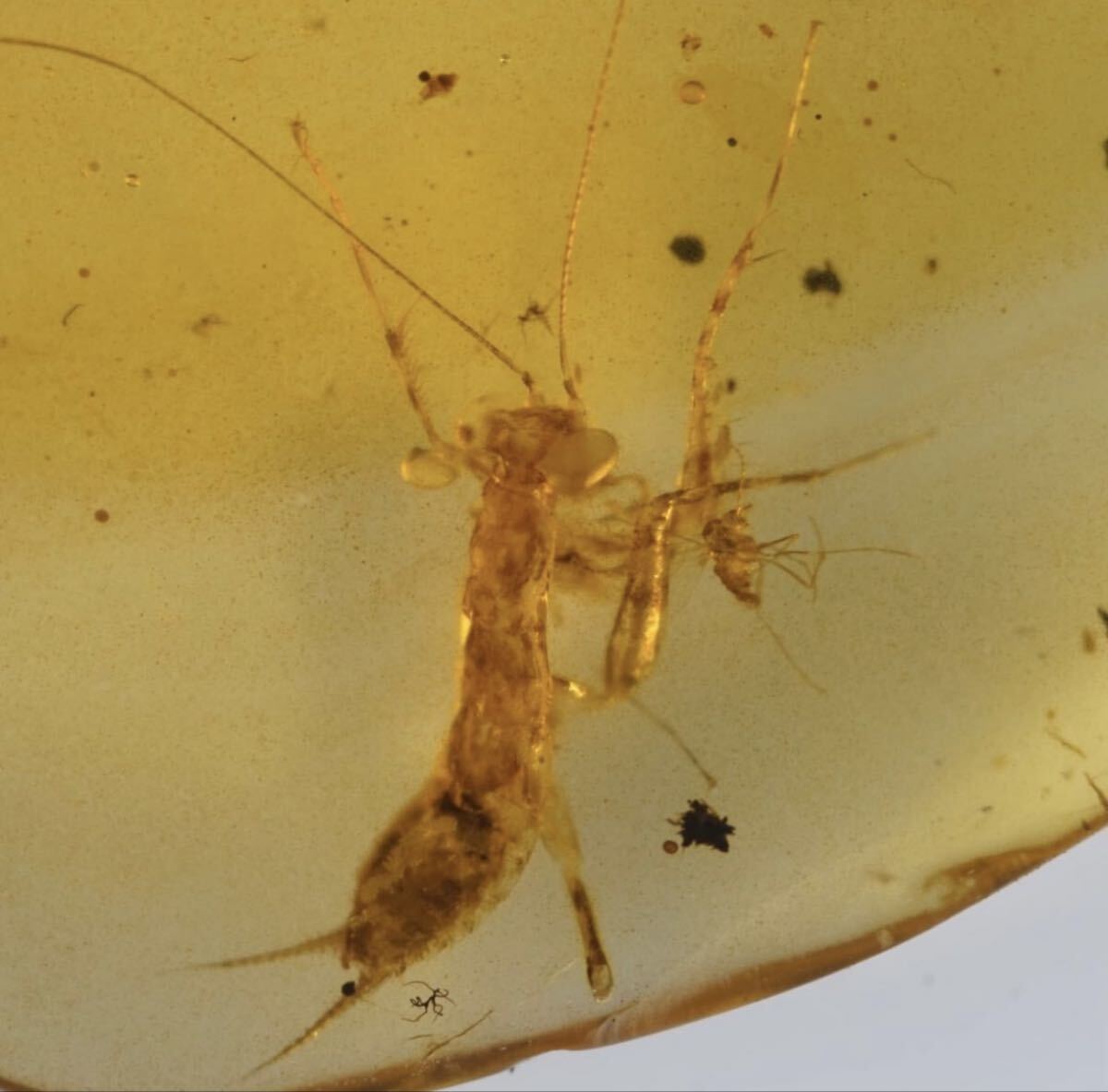 Yahoo!オークション -「化石 琥珀 虫」の落札相場・落札価格