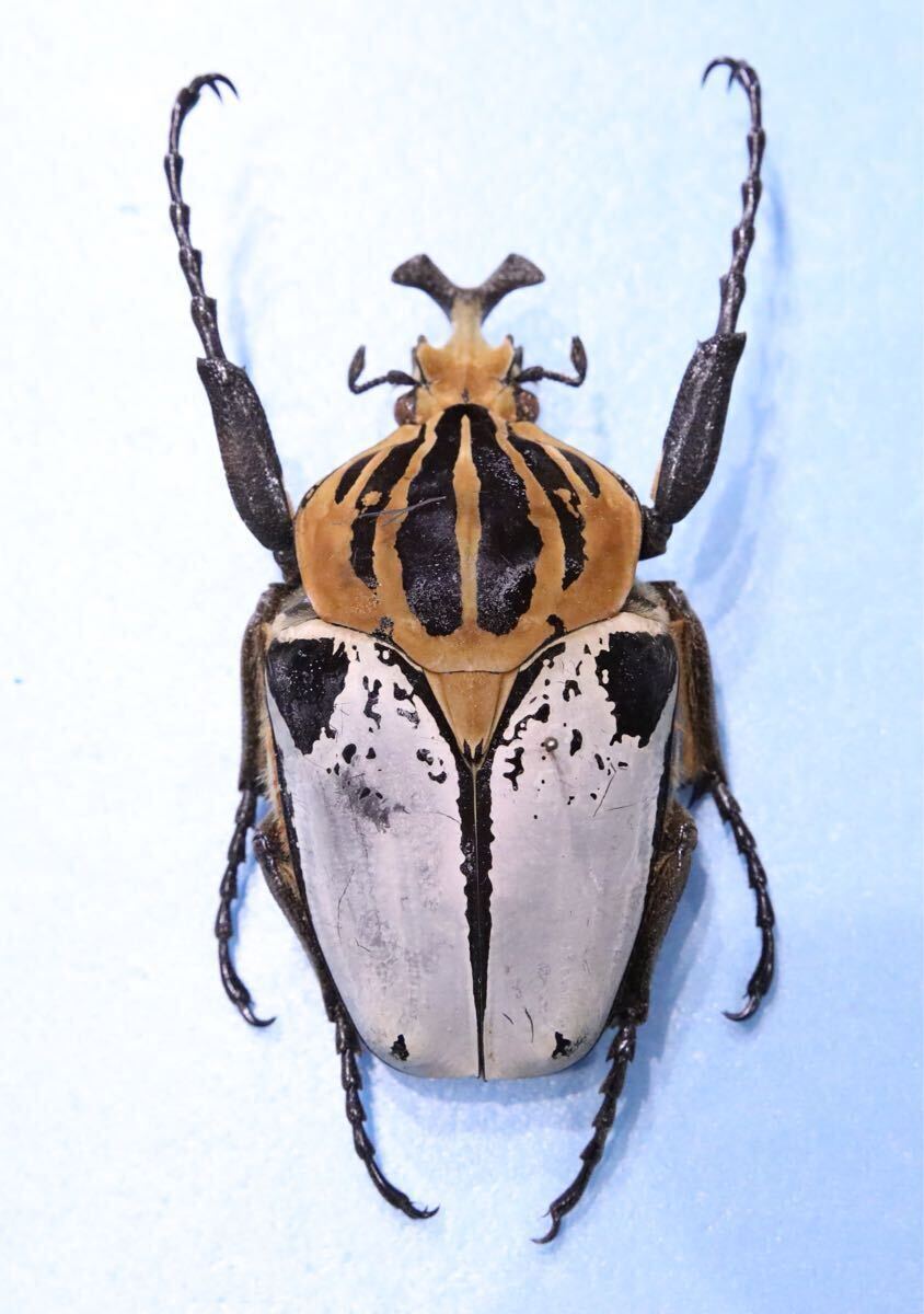 2026年最新】Yahoo!オークション -ゴライアス 標本(ペット、生き物)の