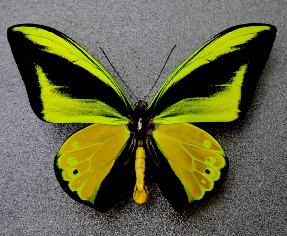 Yahoo!オークション -「ゴライアス 標本」の落札相場・落札価格