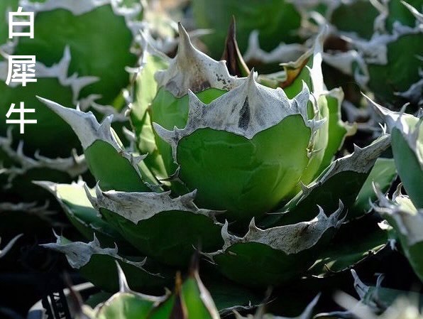 Yahoo!オークション -「agave titanota triceratops」の落札相場・落札価格