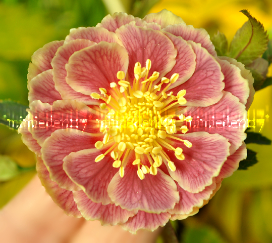 Yahoo!オークション -「クリスマスローズ ソレイユ」(ガーデニング) の