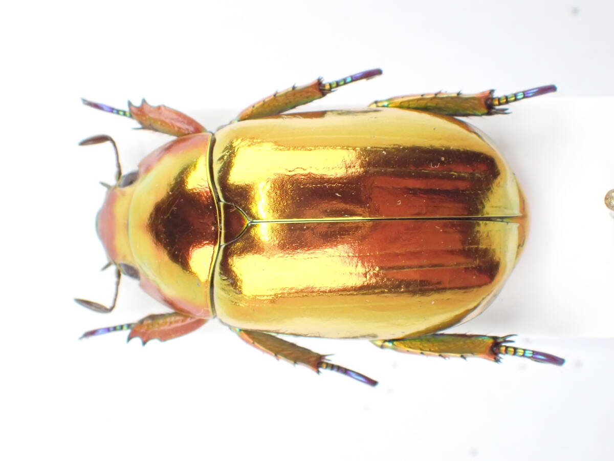 Yahoo!オークション -「プラチナコガネ」の落札相場・落札価格