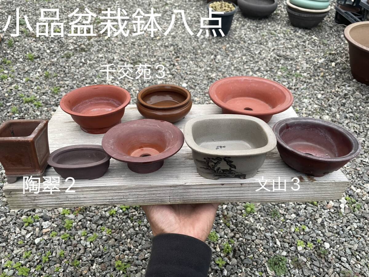 Yahoo!オークション -「盆栽鉢陶翠」(盆栽用具) (盆栽)の落札相場