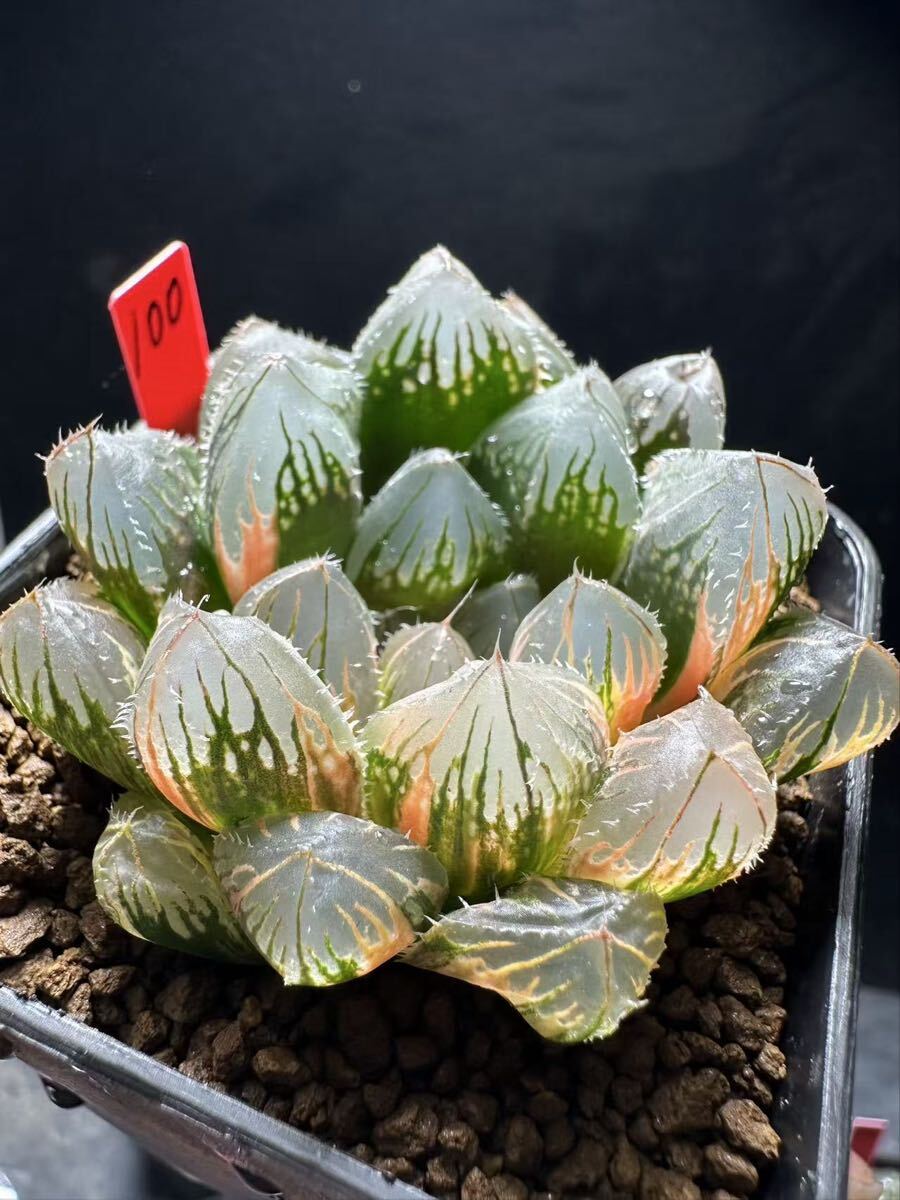 Yahoo!オークション -「ハオルチア 赤い鳥」の落札相場・落札価格