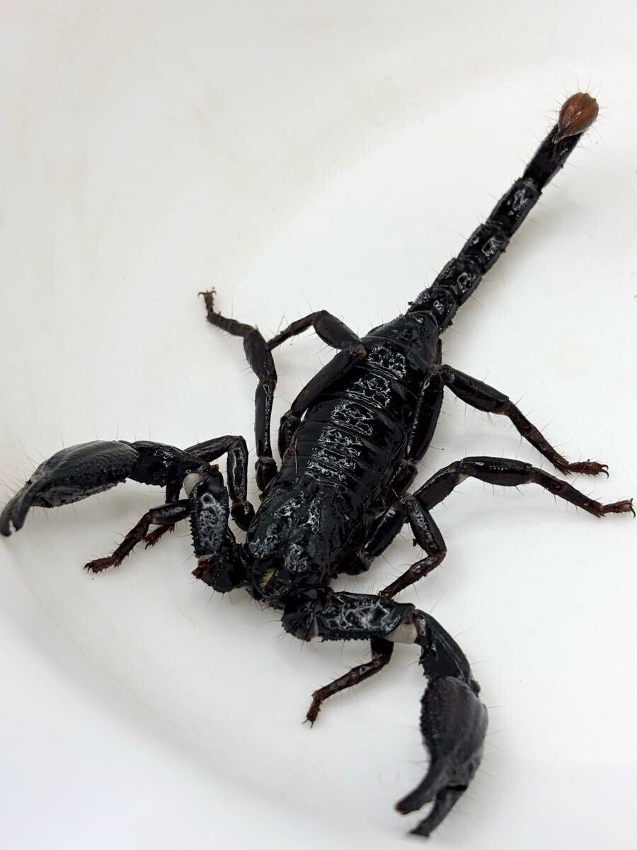 2026年最新】スコーピオン(Scorpion)の商品が勢揃い！- Yahoo!オークション