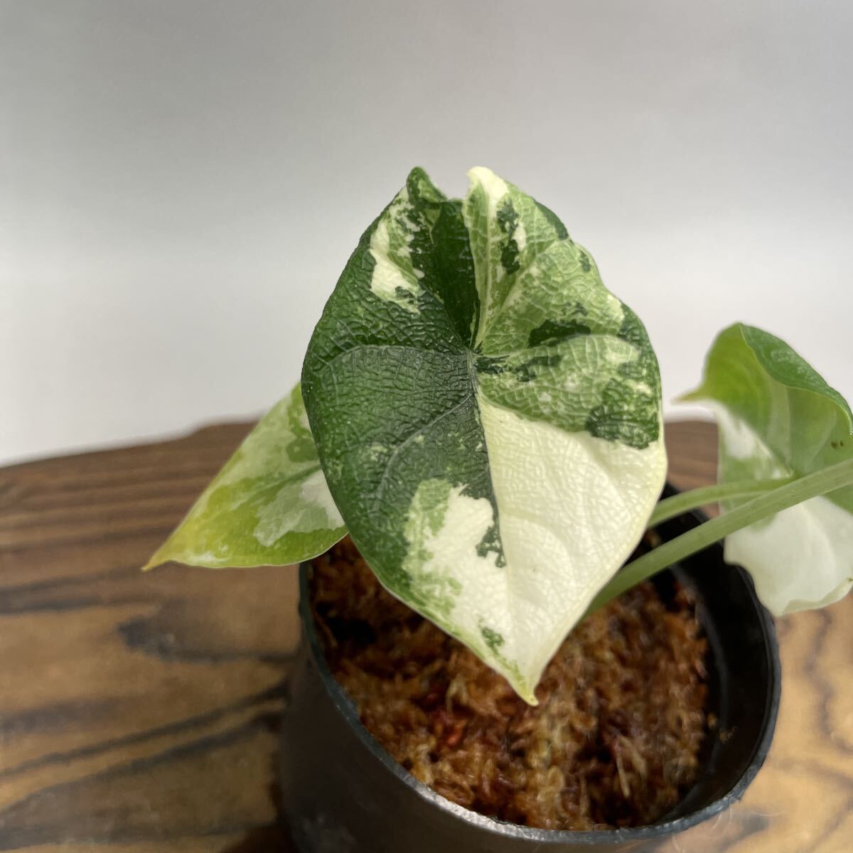 Yahoo!オークション -「アロカシア メロ」(観葉植物) の落札相場・落札価格