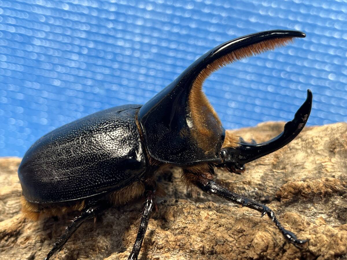 Yahoo!オークション -「ボリビア」(カブトムシ) (虫類)の落札相場