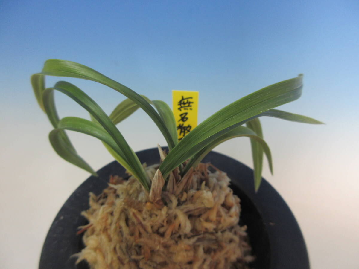 Yahoo!オークション -「韓国春蘭チャボ」(花、園芸) の落札相場・落札価格