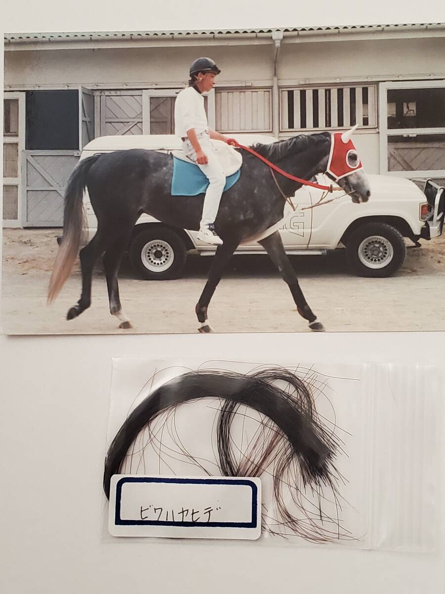 Yahoo!オークション -「競馬 たてがみ」の落札相場・落札価格