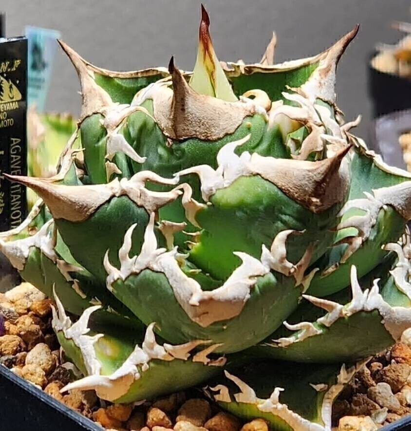 Yahoo!オークション -アガベ(観葉植物)の落札相場・落札価格(80ページ目)