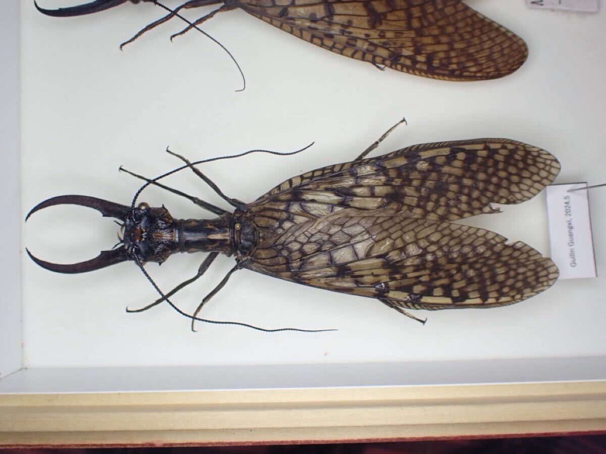 Yahoo!オークション -「オオキバヘビトンボ」の落札相場・落札価格