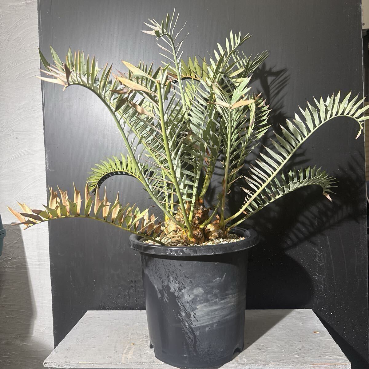 Yahoo!オークション -「ホリダス ドワーフ」(観葉植物) の落札相場