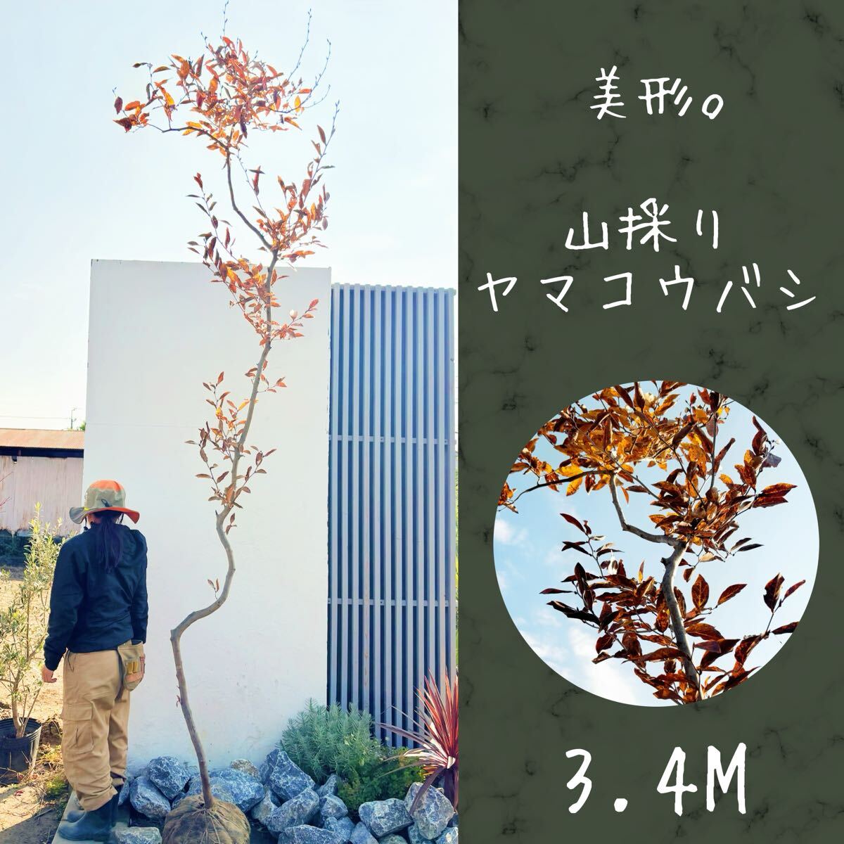 Yahoo!オークション -「山採り」(植木、庭木) の落札相場・落札価格