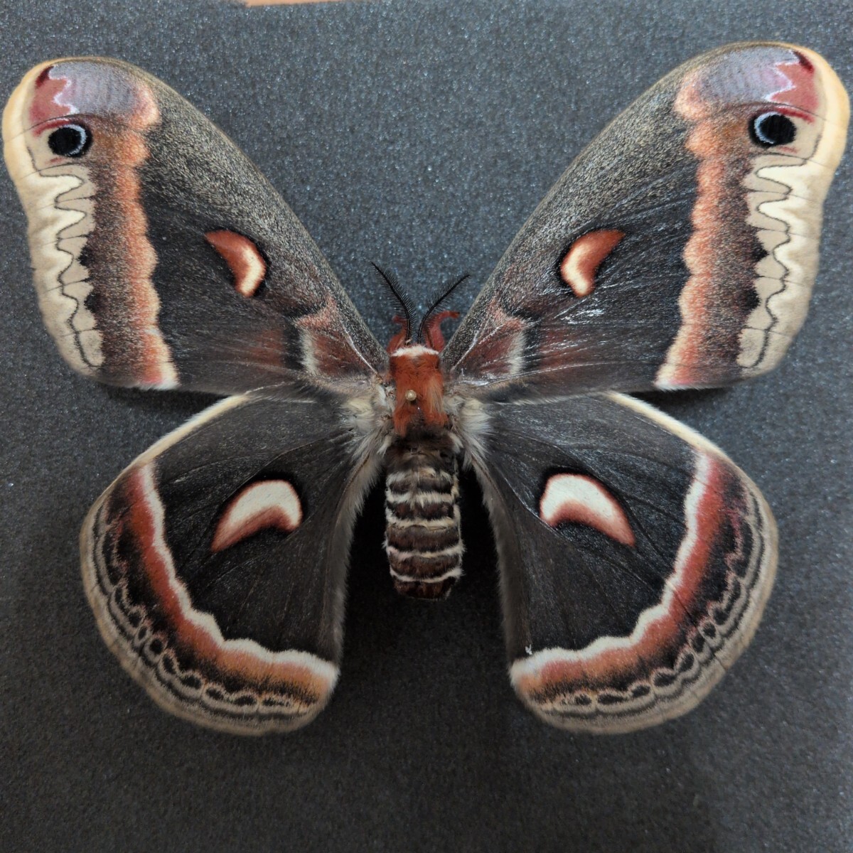 Yahoo!オークション -「蛾 標本」(虫類) (ペット用品)の落札相場・落札価格