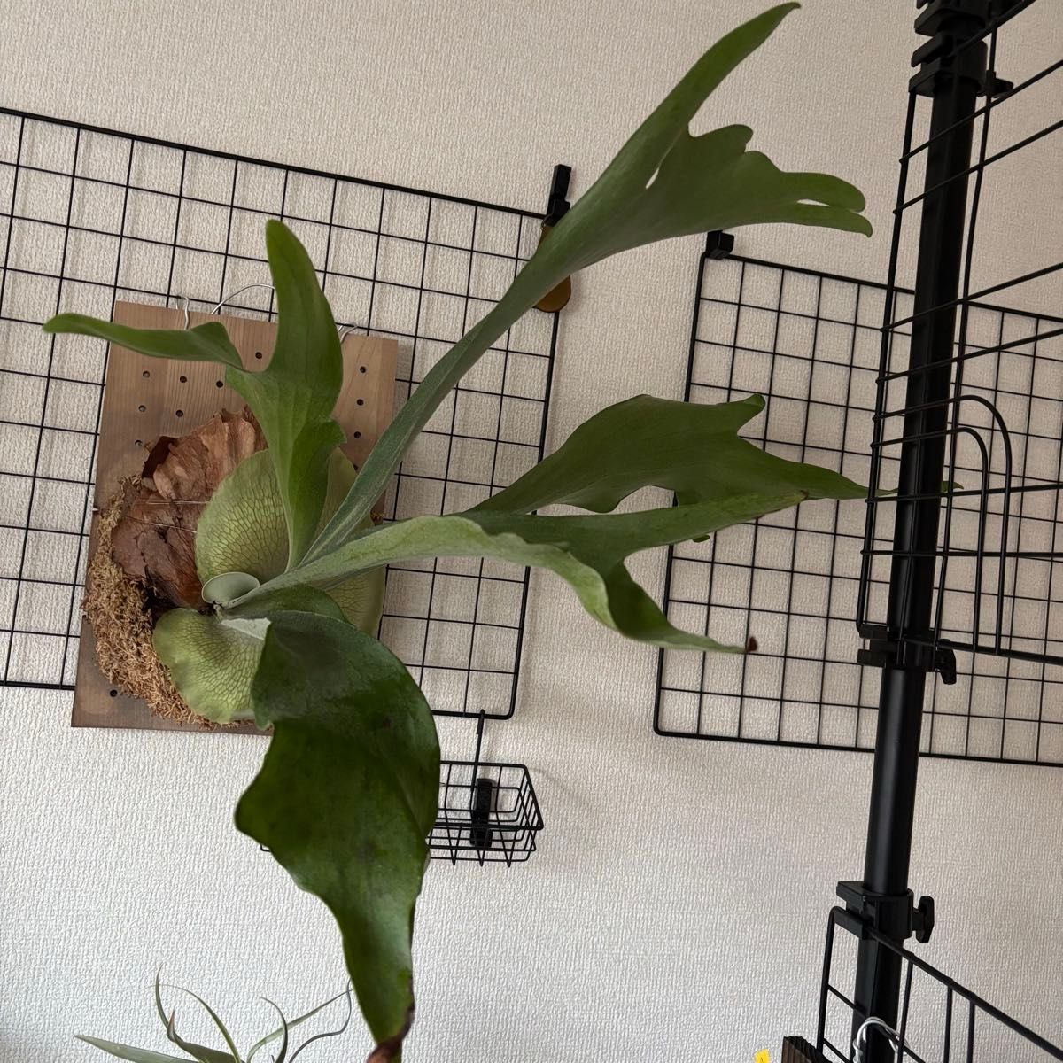 ビカクシダ 板付専用 ドリップ式掛け給水器 120ml｜Yahoo!フリマ（旧