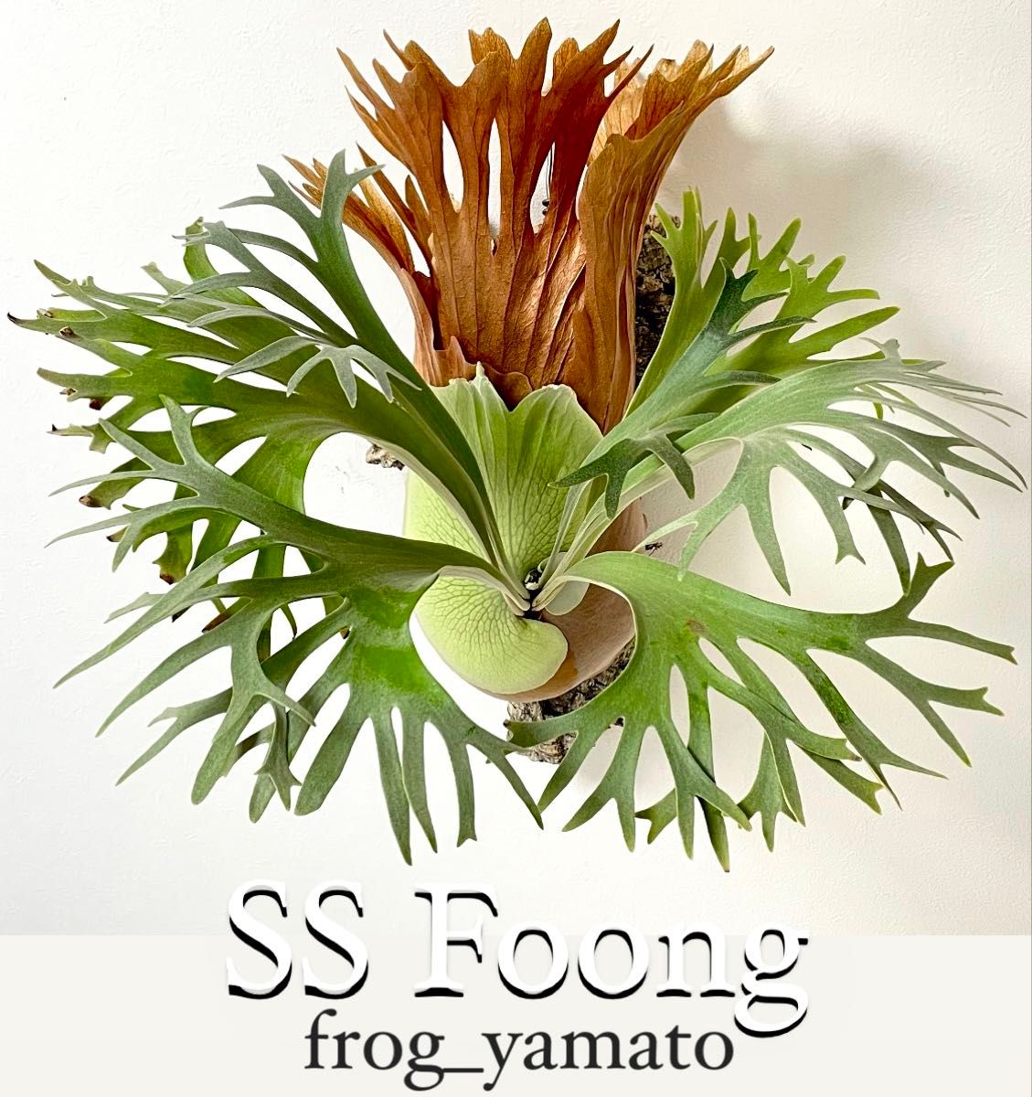 ビカクシダ 育苗トレー入り12個セット②｜Yahoo!フリマ（旧PayPayフリマ）