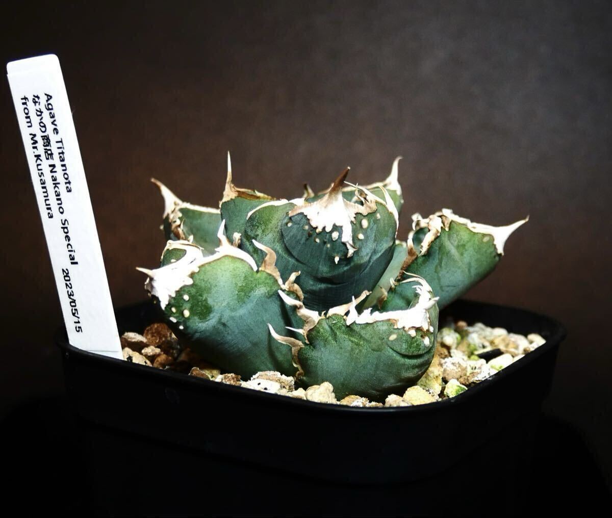 Yahoo!オークション -「cj special アガベ」の落札相場・落札価格