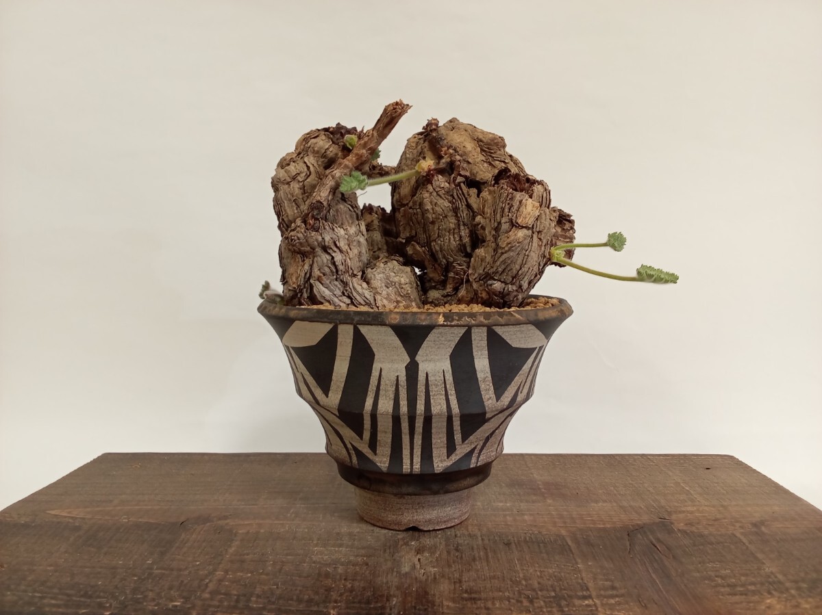 Yahoo!オークション -「大貫弘由岐」(花、園芸) の落札相場・落札価格