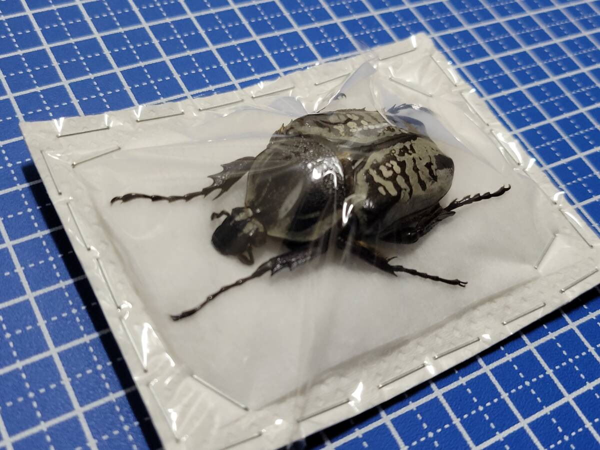 Yahoo!オークション -「ゴライアス 標本」の落札相場・落札価格