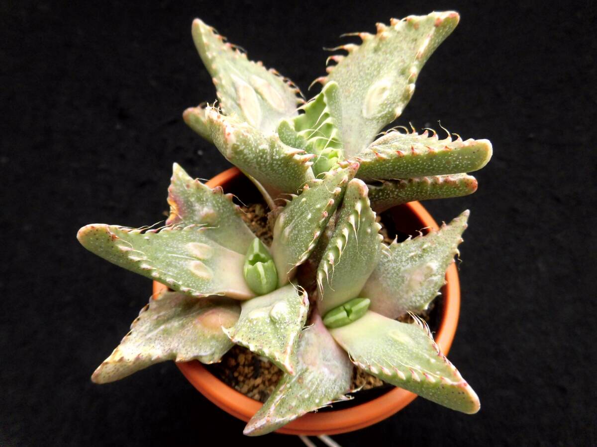 Yahoo!オークション -「フォーカリア」(観葉植物) の落札相場・落札価格