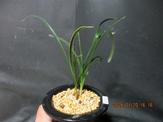 Yahoo!オークション -「春蘭3チャボ」(花、園芸) の落札相場・落札価格