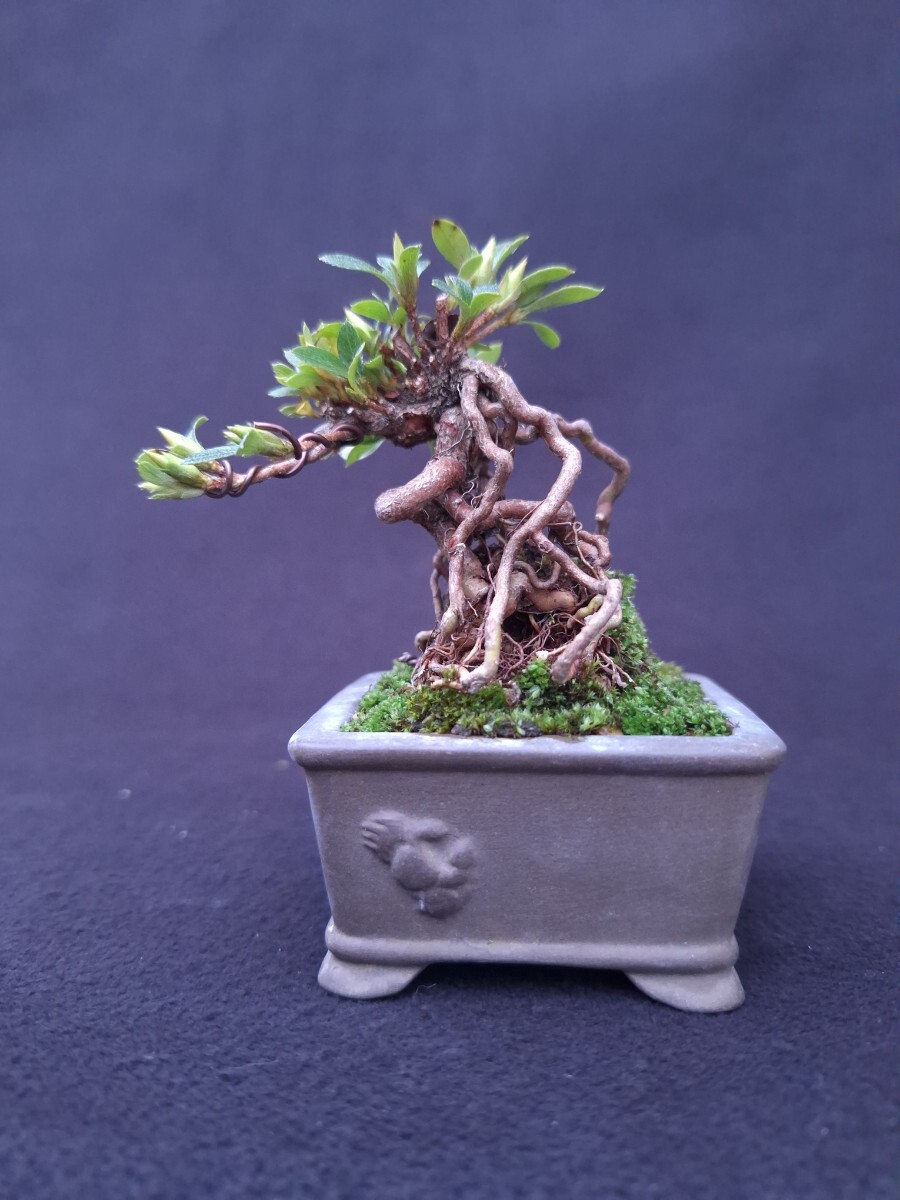 Yahoo!オークション -「明美の月」の落札相場・落札価格