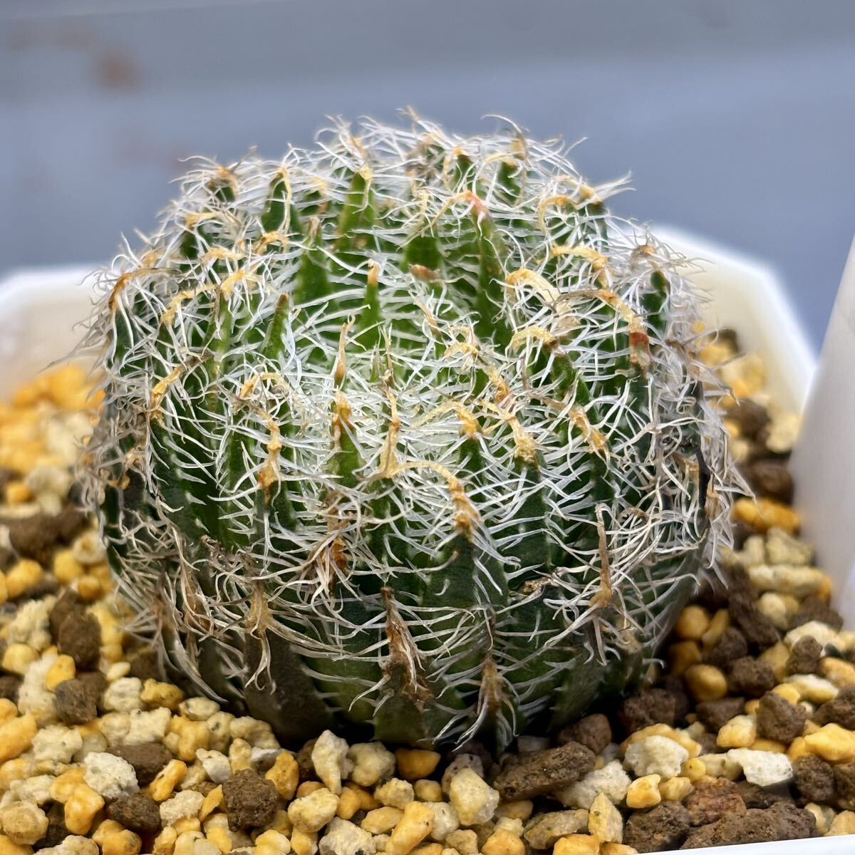 Yahoo!オークション -「ハオルチア ギガス」(花、園芸) の落札相場