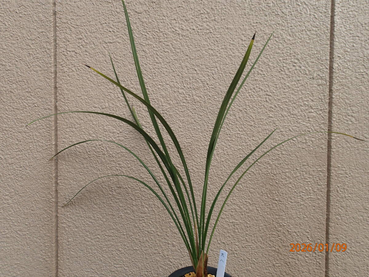 Yahoo!オークション -「寒蘭」(花、園芸) の落札相場・落札価格