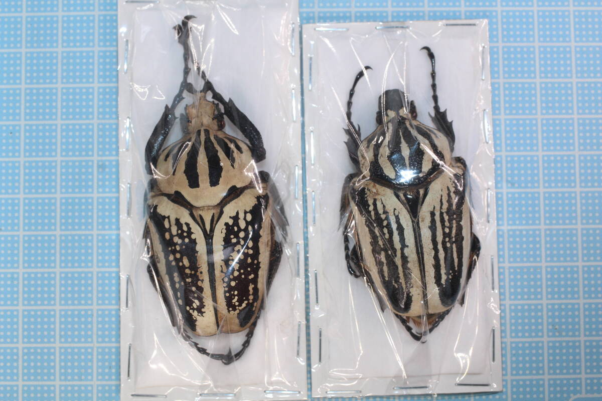 Yahoo!オークション -「ゴライアスオオツノハナムグリ標本」の落札相場