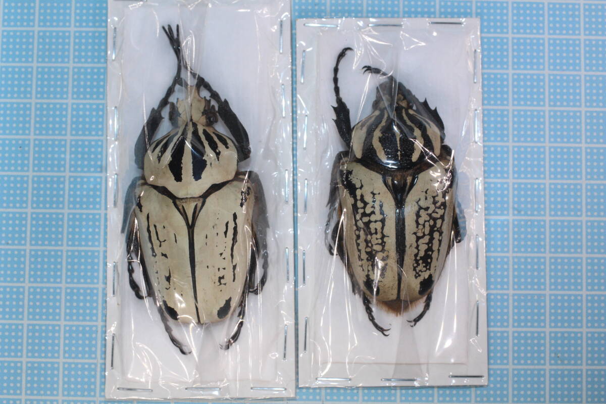 Yahoo!オークション -「ゴライアス 標本」の落札相場・落札価格